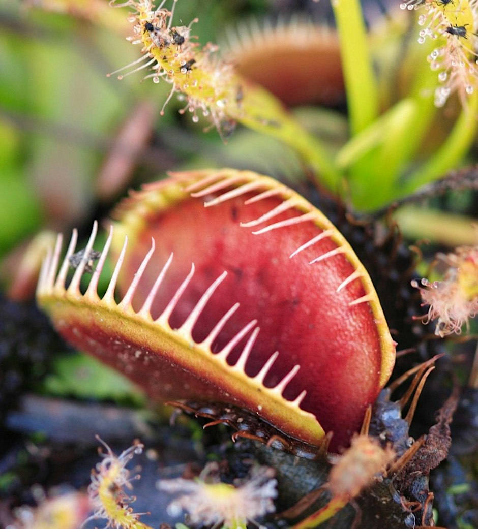 Horticulture Club - Carnivorous Plants