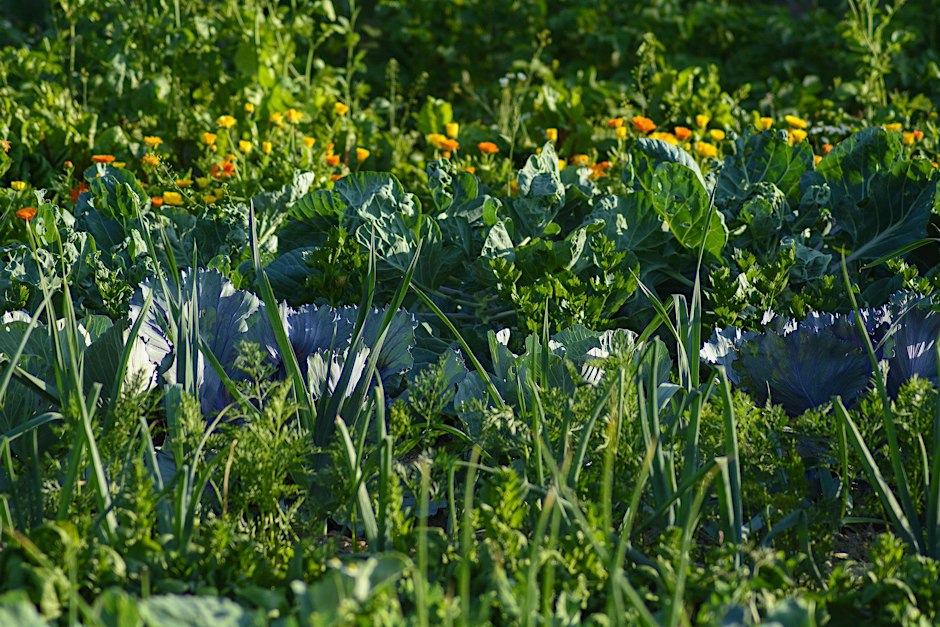Homesteading 101