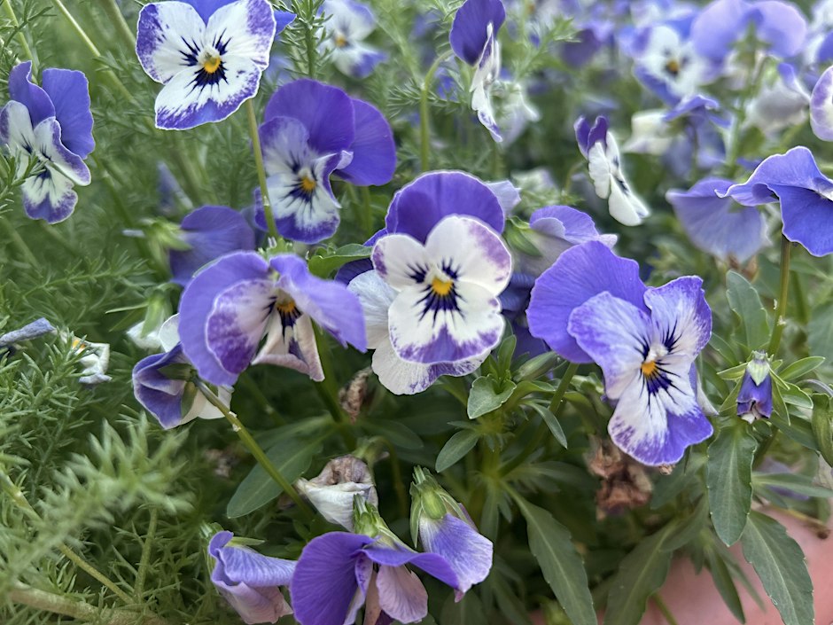 Springtime Gardening in the Kitchen Garden