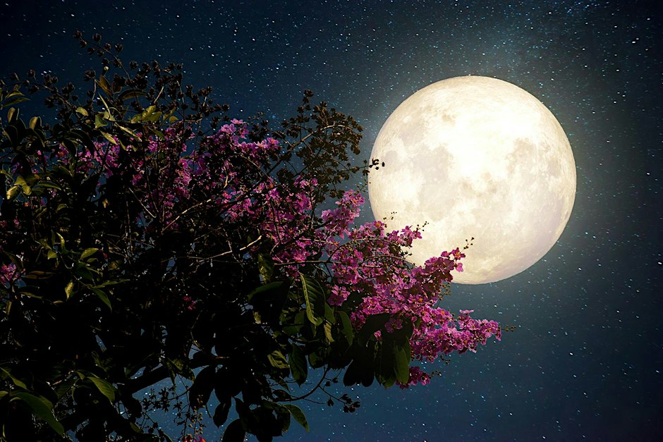 Moon Gardens