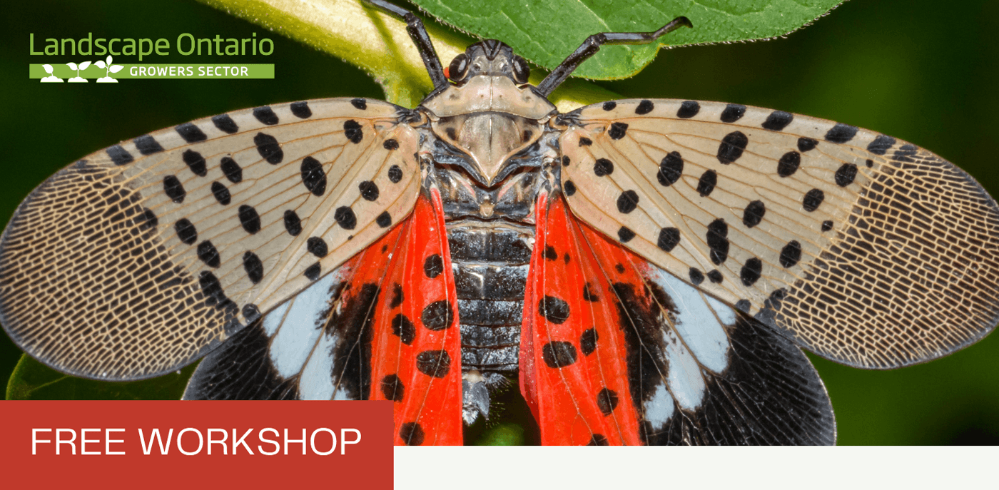 Growers Sector Spotted Lanternfly Niagara Workshop
