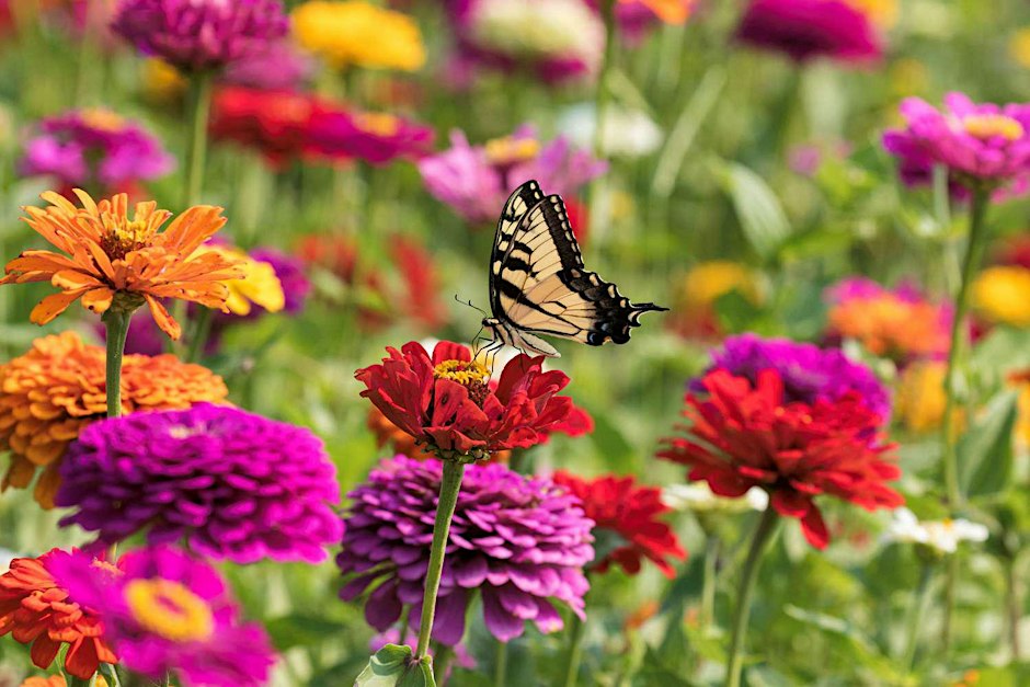 Butterfly Gardening Lecture