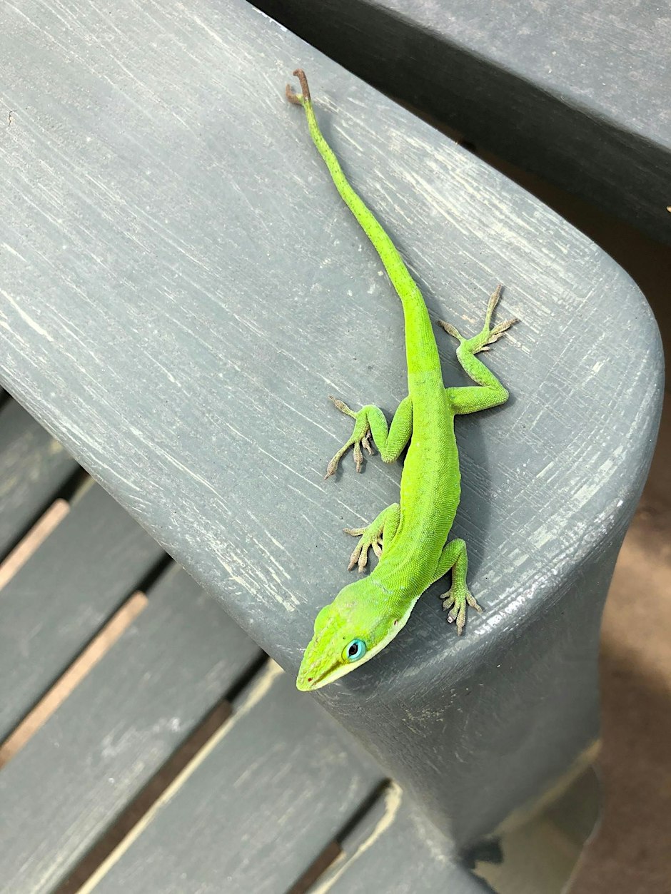 Florida-Friendly Backyard Landscaping for Wildlife