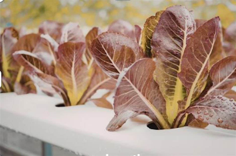 Soilless Gardening Workshop