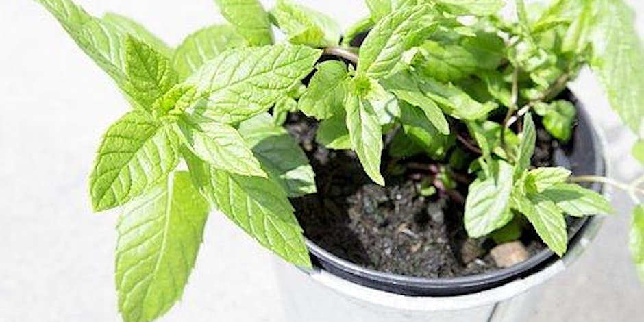 Plant swap day