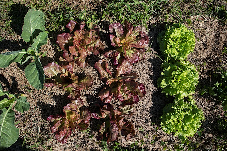 Winter Gardening & Frost Protection