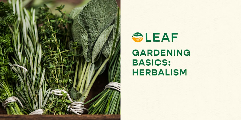 Gardening Basics: Herbalism