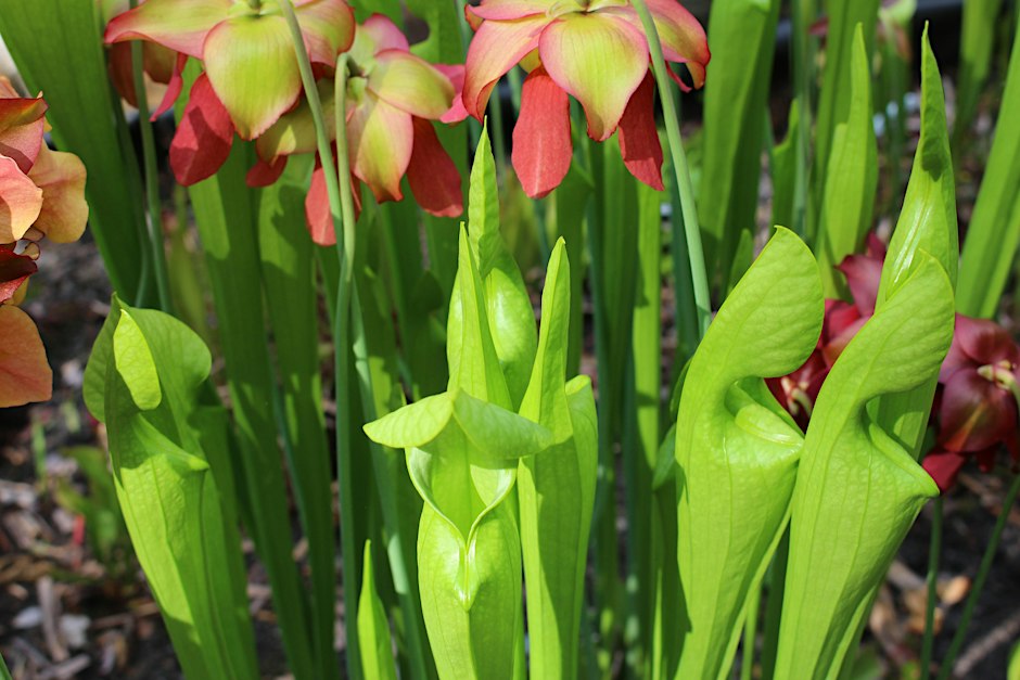 Bog Gardening 101: Homes for Carnivorous Plants - Arboretum Adult Education