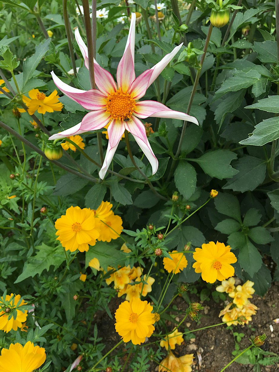 Local Environment Groups Conference: Wildlife Gardening for All