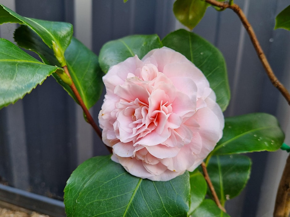 Winter Gardening in Goulburn