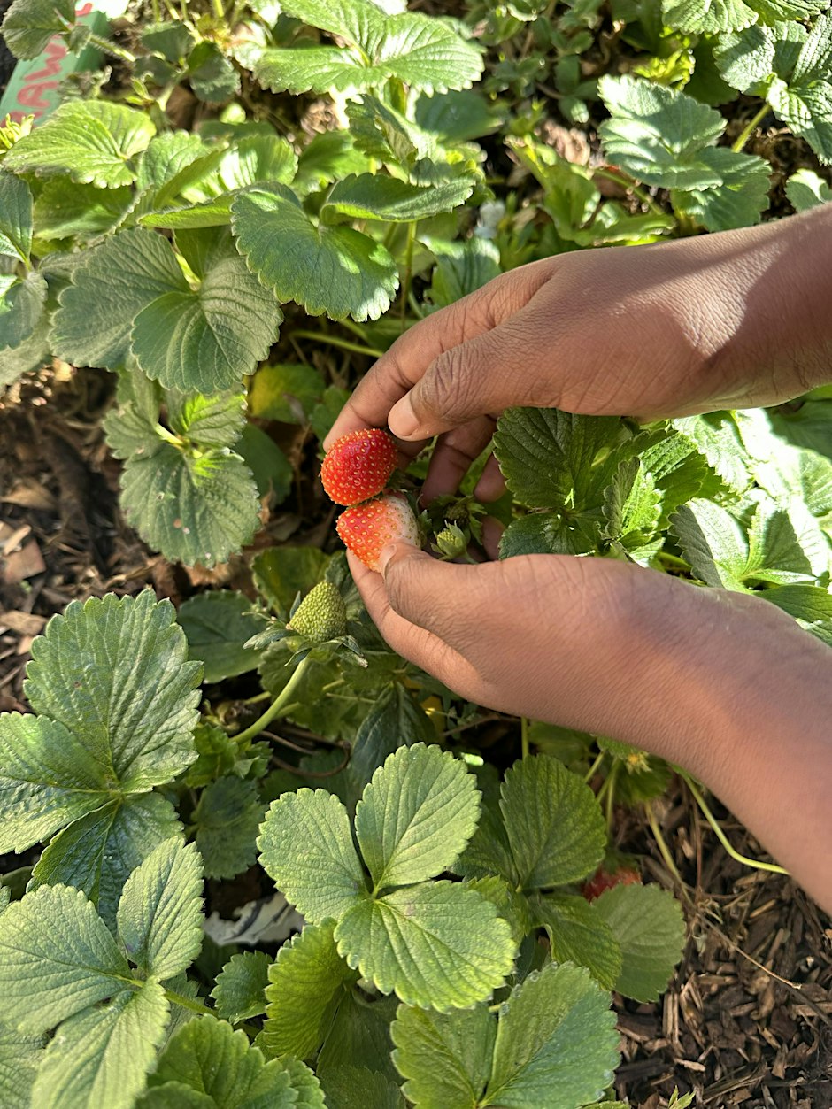 Grow and Gather: Free Hands-On Garden Workshops
