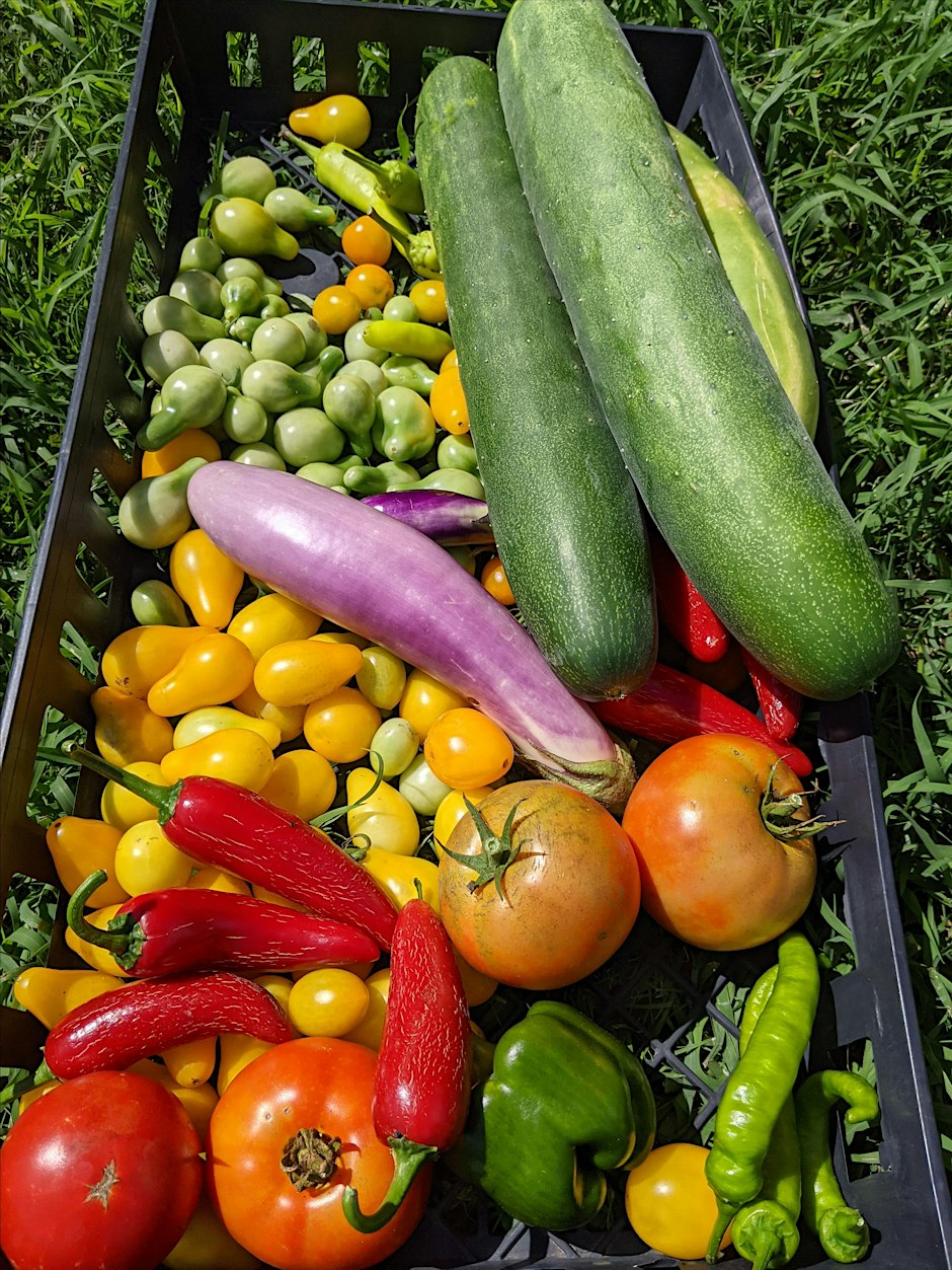 Grow Your Own Food-South Texas Fall Gardening Workshop