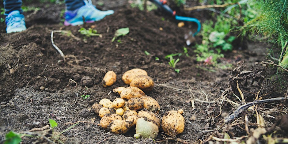 Garden Design and Companion Planting Workshop