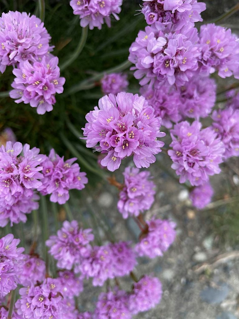 Free Native Seed Giveaway (Old Ottawa East)