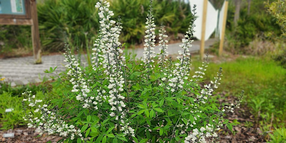 Bay Friendly Landscaping