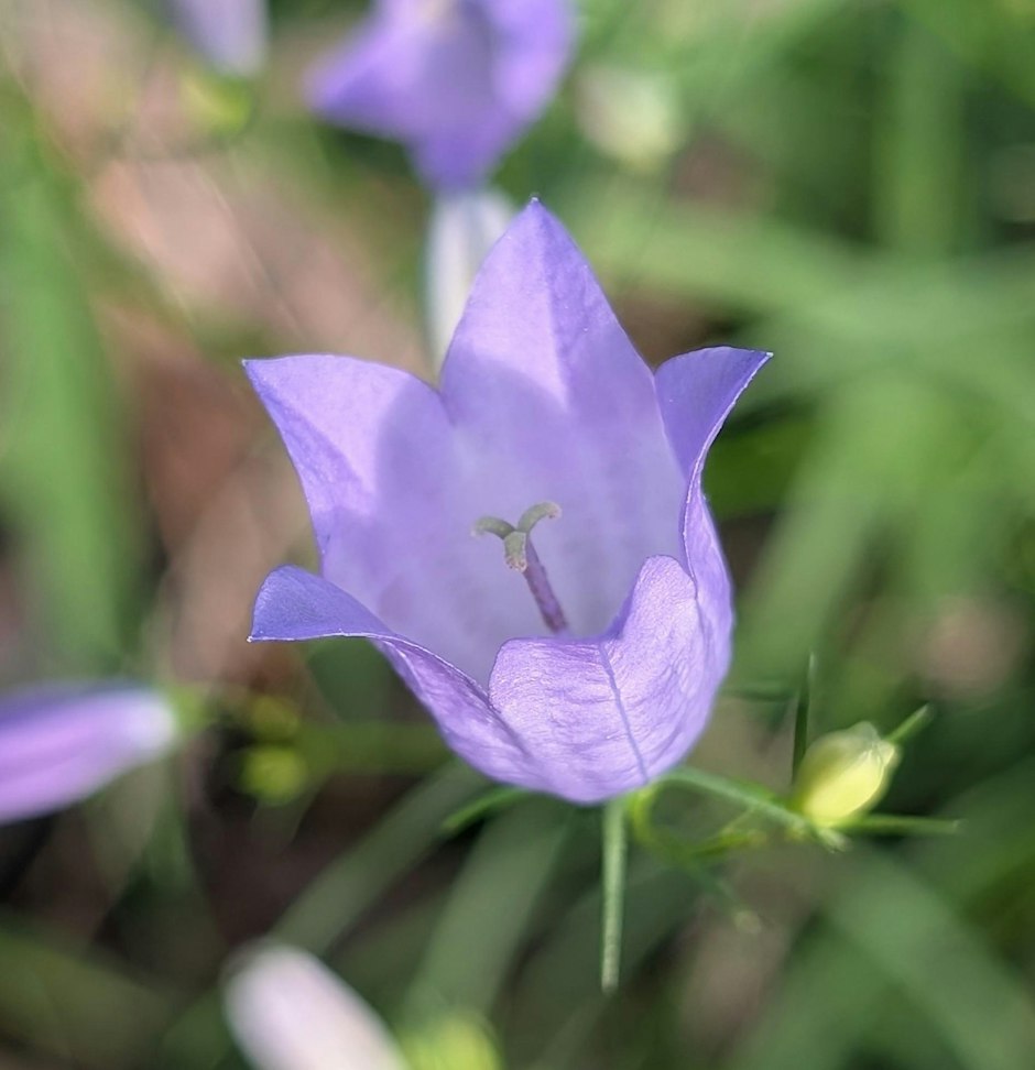 Free Native Seed Giveaway (Carleton Place)