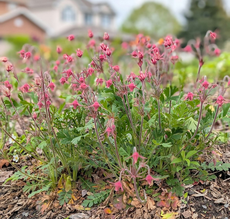 Free Native Seed Giveaway (Copeland Park)
