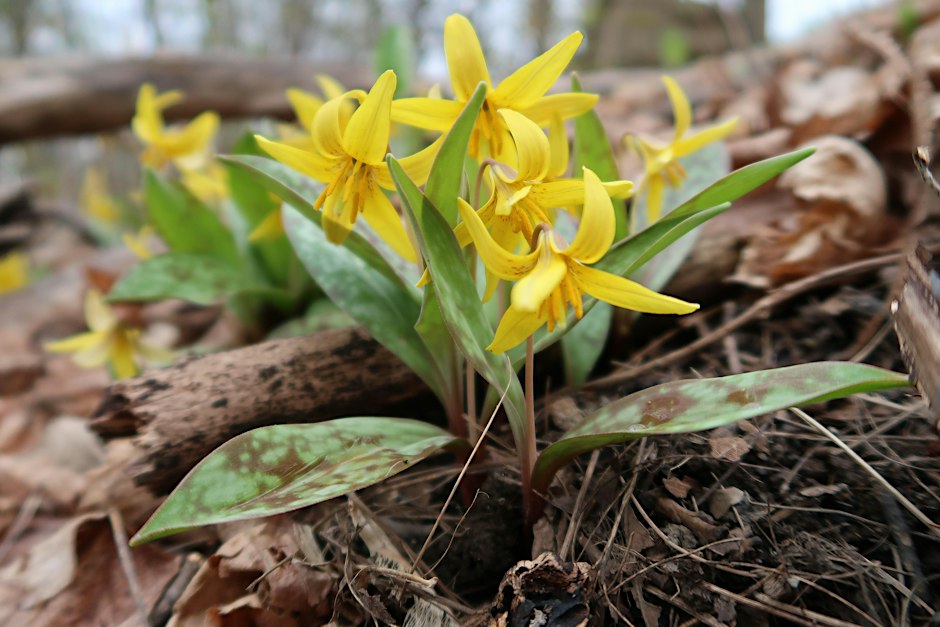 Free Native Seed Giveaway (Gatineau)