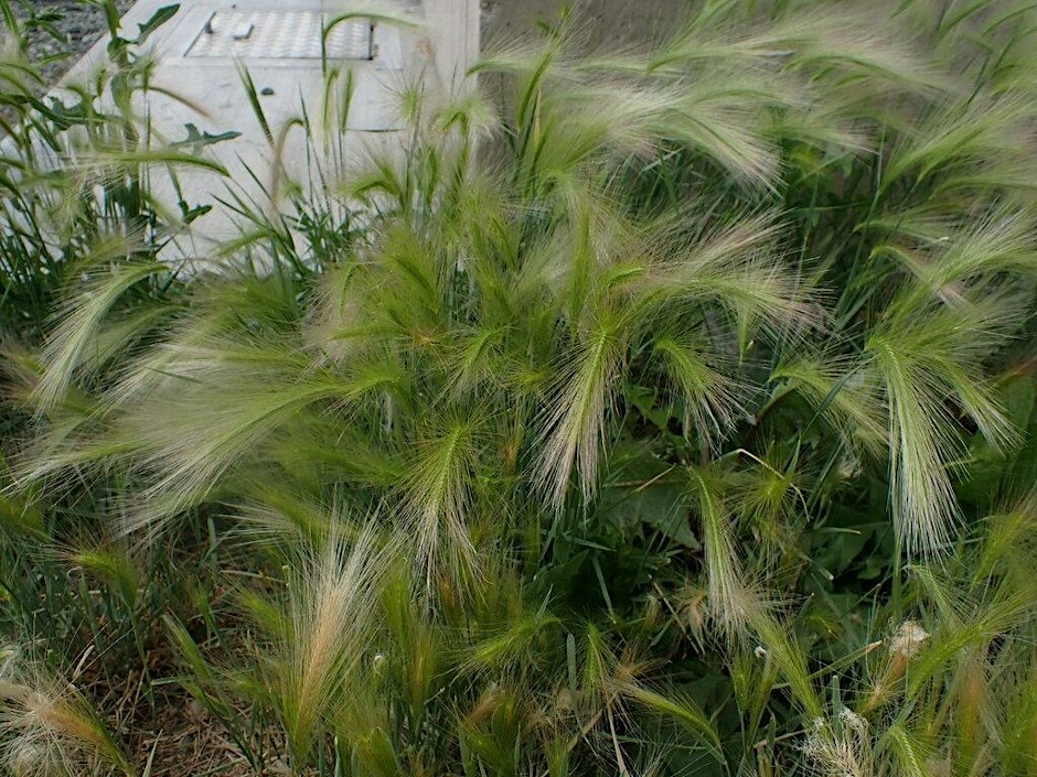 Free Native Seed Giveaway (Hintonburg)