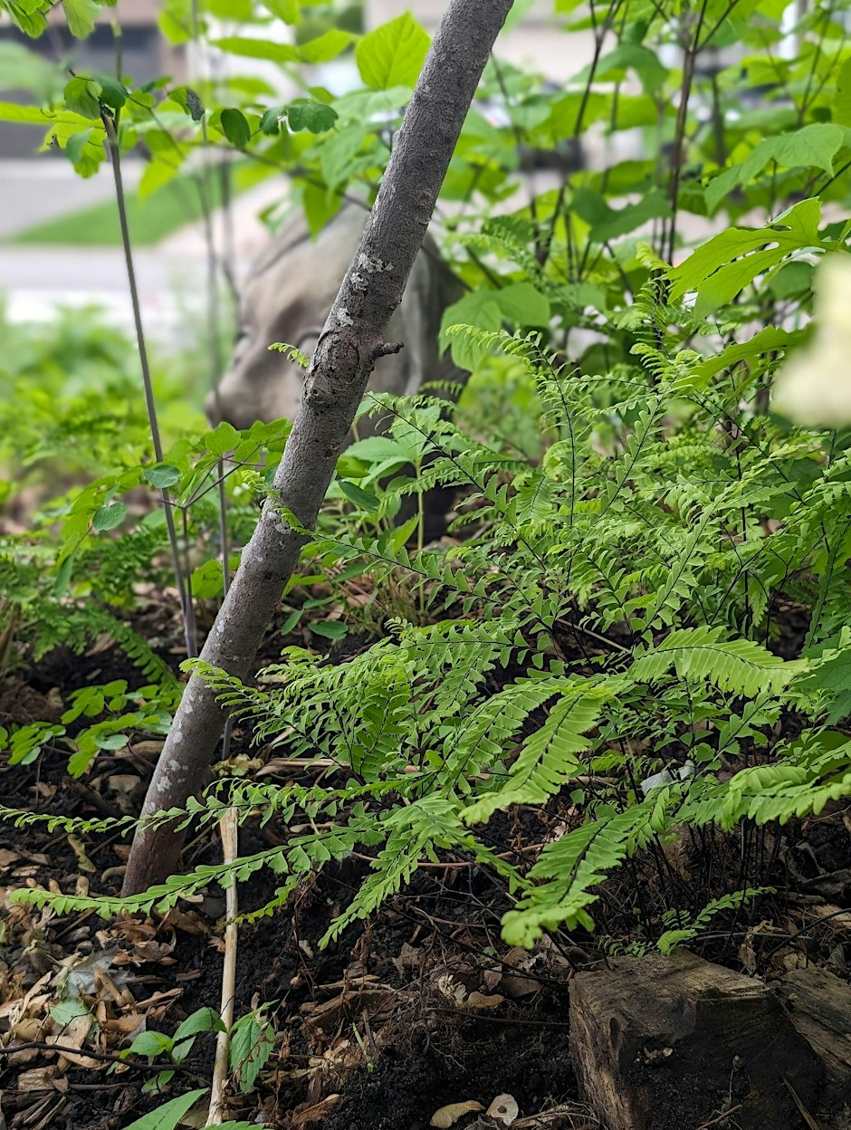 Free Native Seed Giveaway (Orléans)