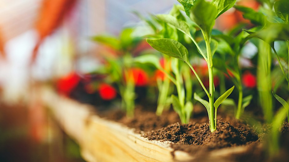 Plant Your Own Seed and Make Your Own Pot