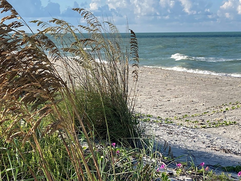 Florida-Friendly Landscaping for Barrier Islands @ Fort Myers Beach Library