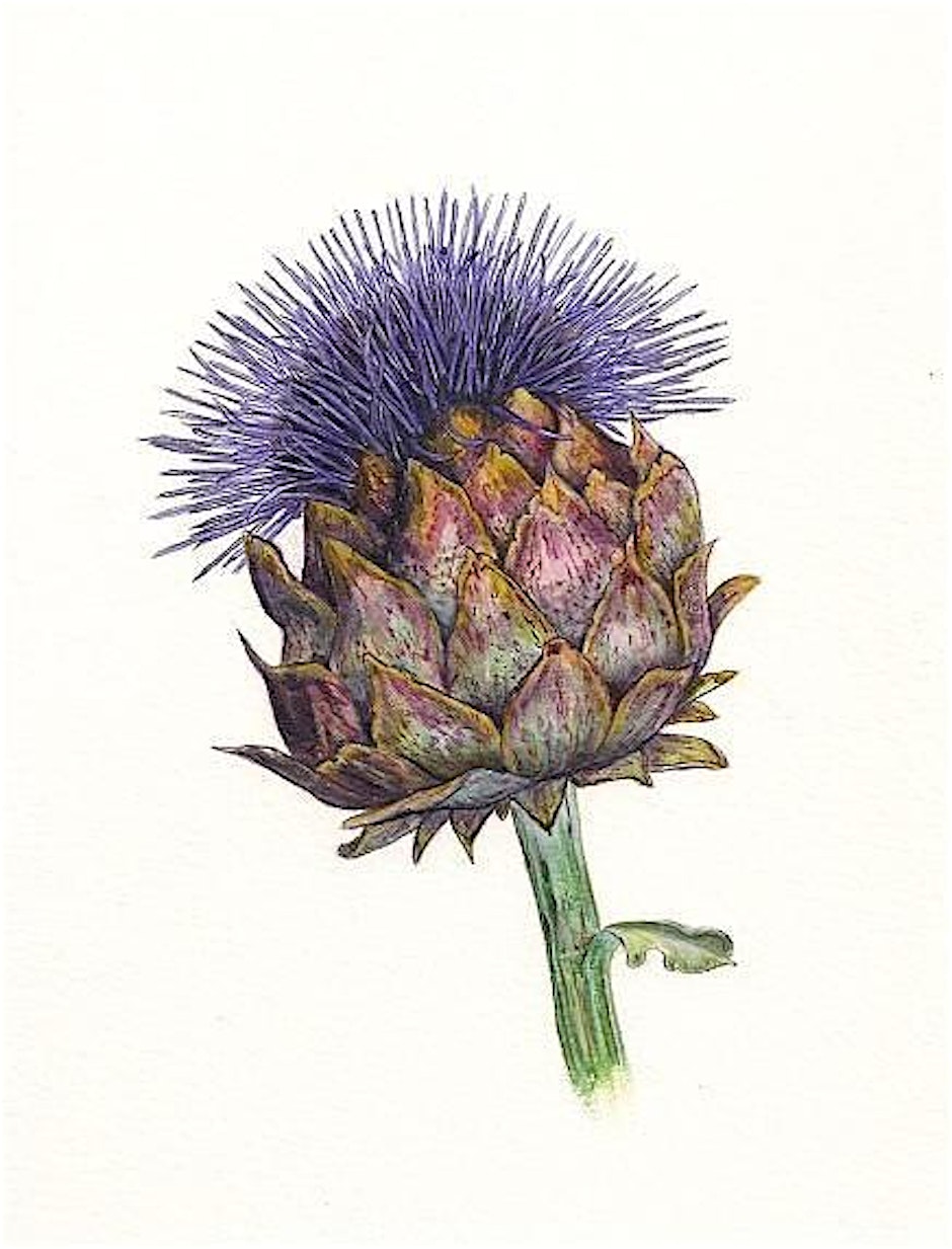 Botanical Illustration for Beginners