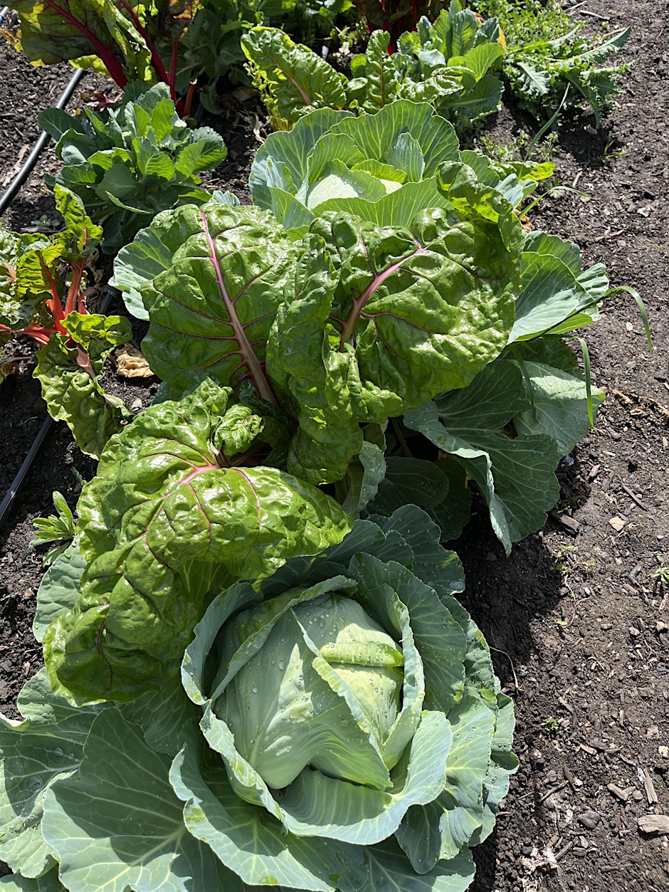 Gardening Workshop: Planting Fall Vegetables