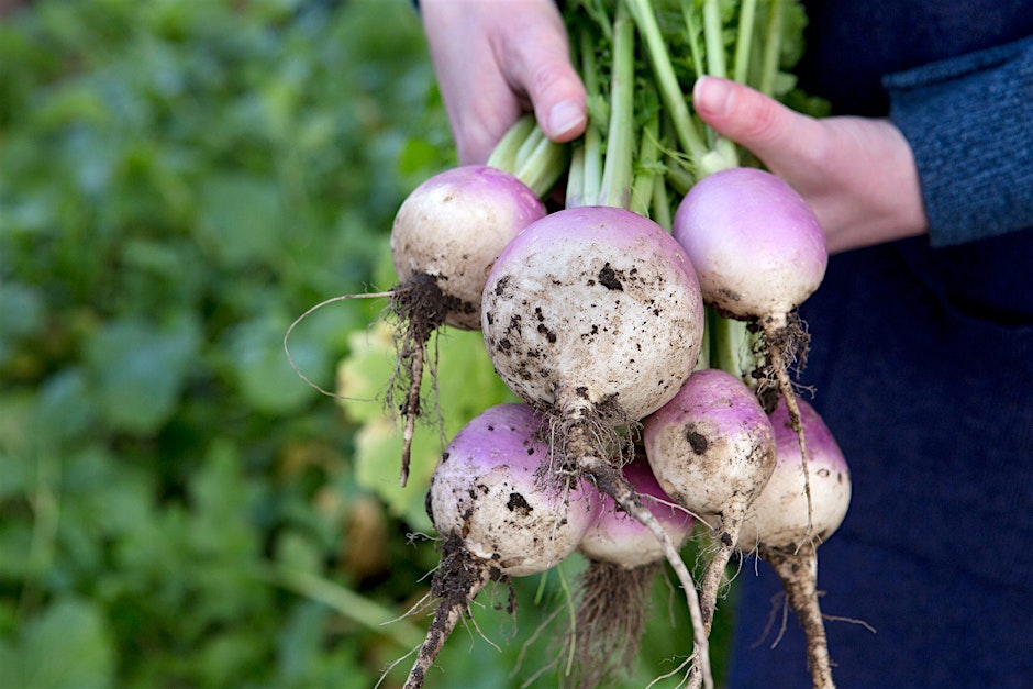 Winter Vegetables – Gardening Workshop