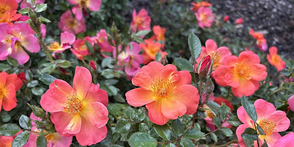 Waterwise Landscaping & Available Incentives for Conservation