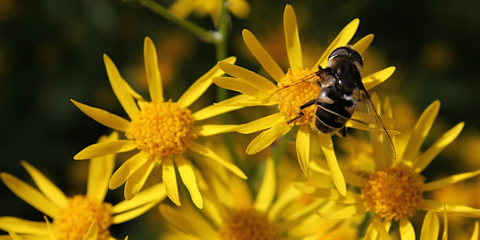 Habitat Advocate: Green Mulch - Native Plants for Layered Landscape Design
