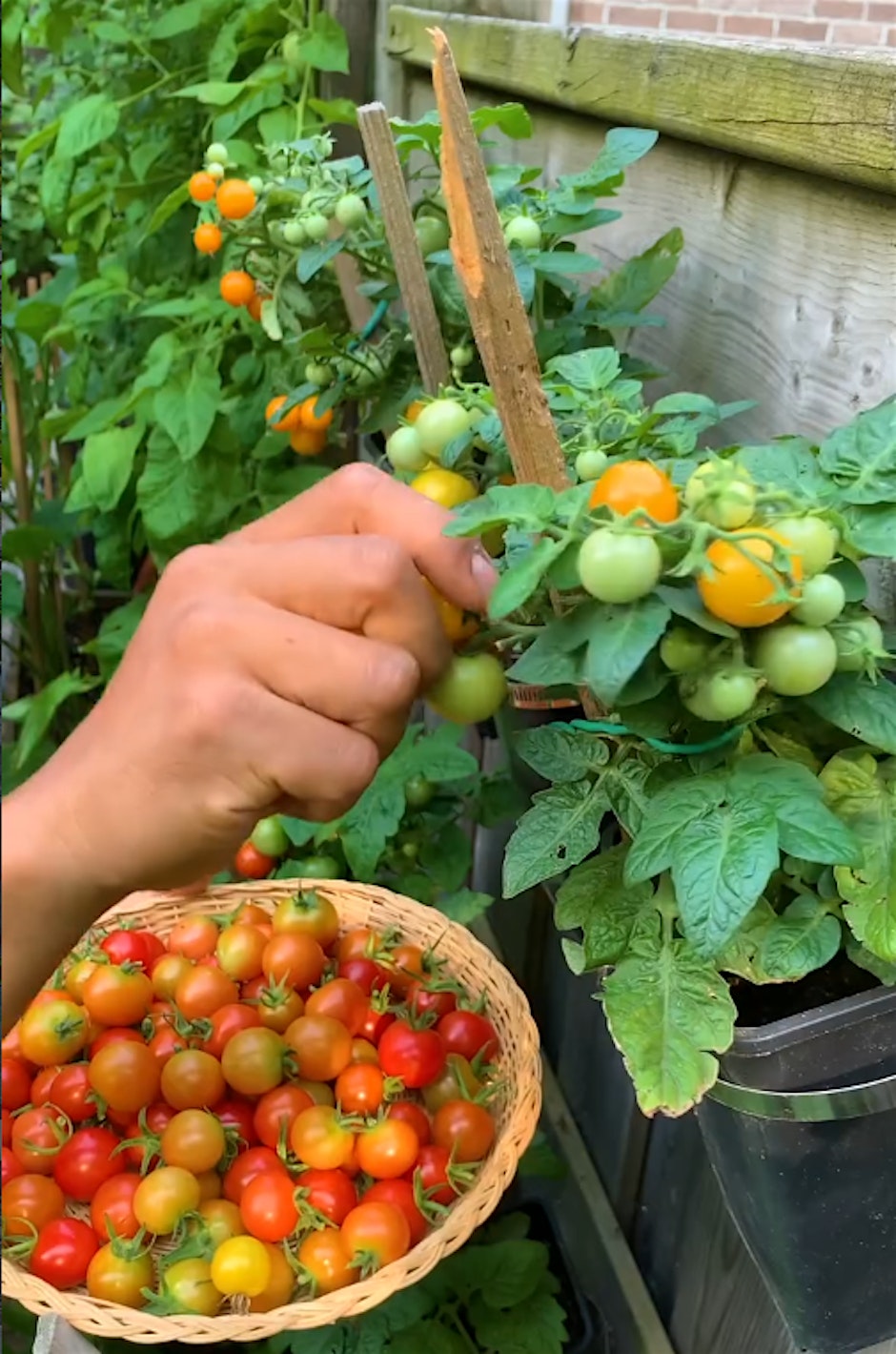 Dig It! Garden Everywhere: Container Gardening