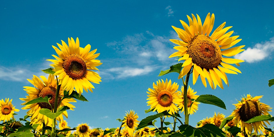 Sunflowers & Summer Strength | Horticulture Therapy Experience at Oyun