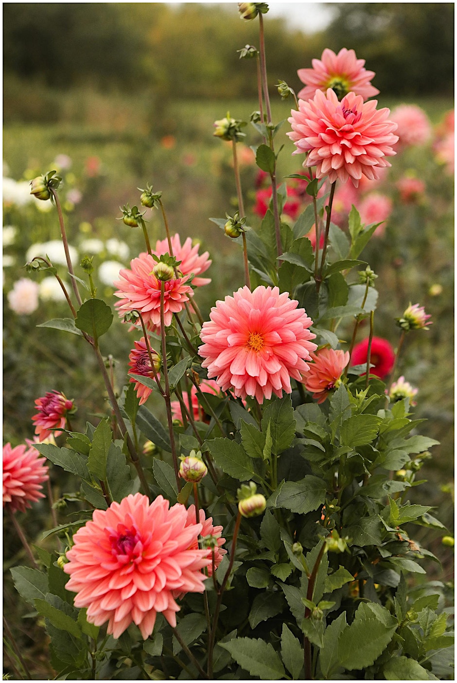Flower Arranging: Cut & Come Again Flowers – Gardening Workshop