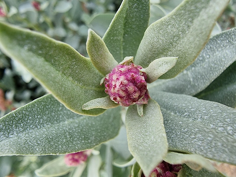 Gardening with Native Plants and Propagation Workshop