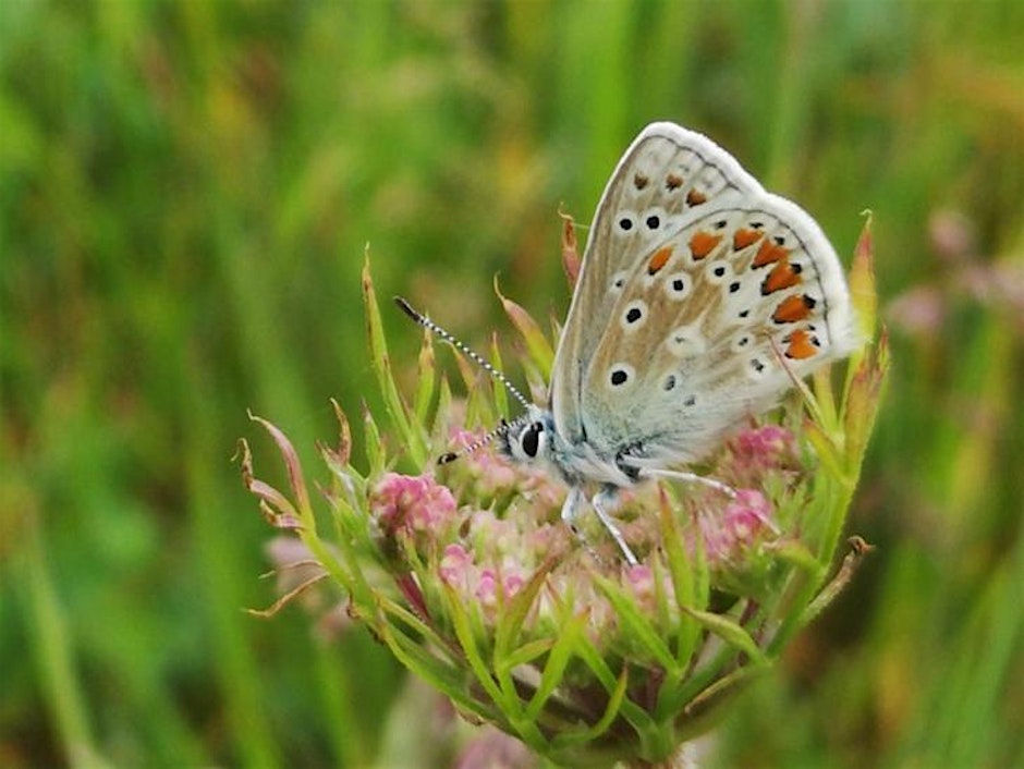 Sustainable growing - Gardening with and for Nature