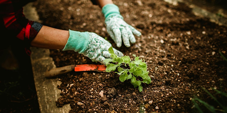 Organic Gardening