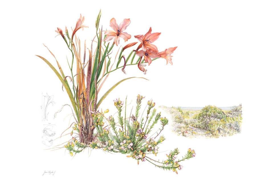 RHS Botanical Art and Photography Show