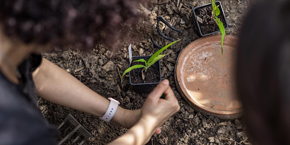 Découvrir les principes de la germination et réalisation de semis
