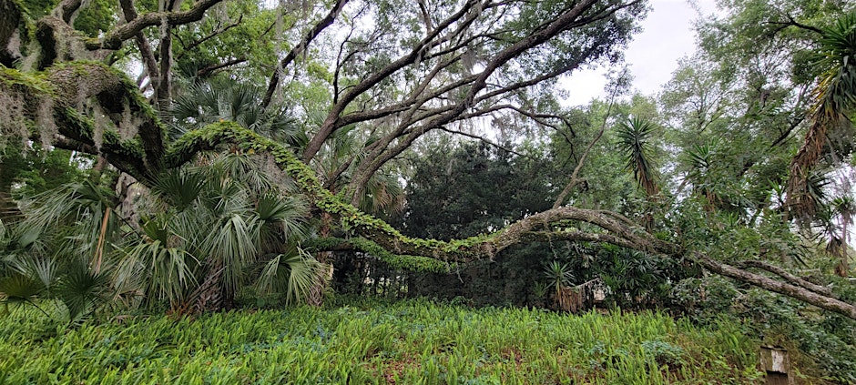 Connecting Florida-Friendly Landscaping(TM) Principles to Urban Forestry
