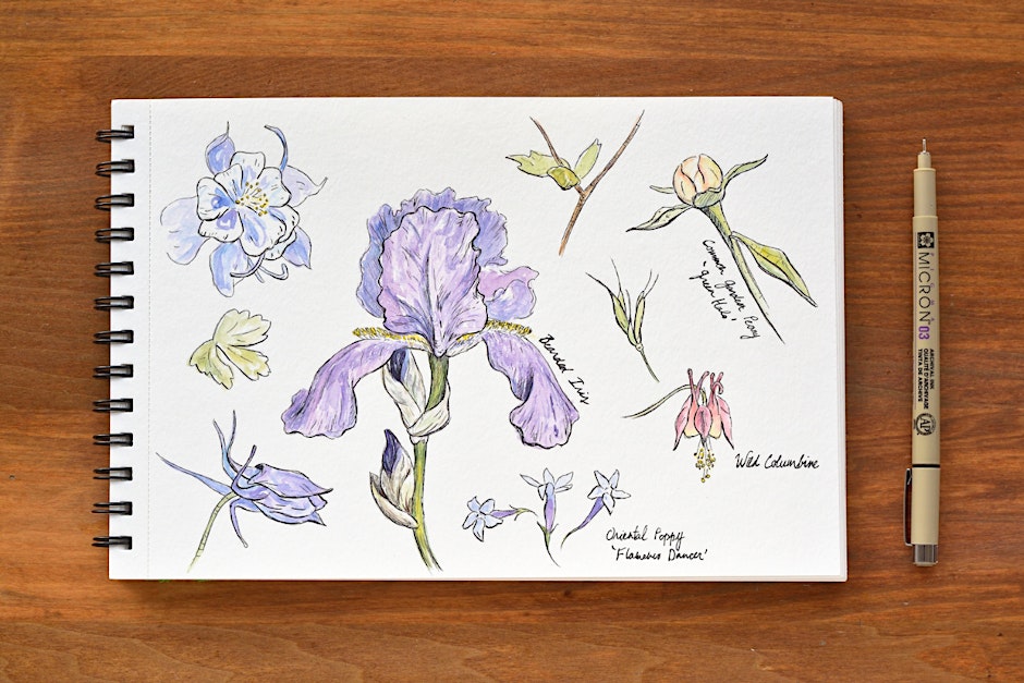 Garden Sketchbook: 4-Part Workshop