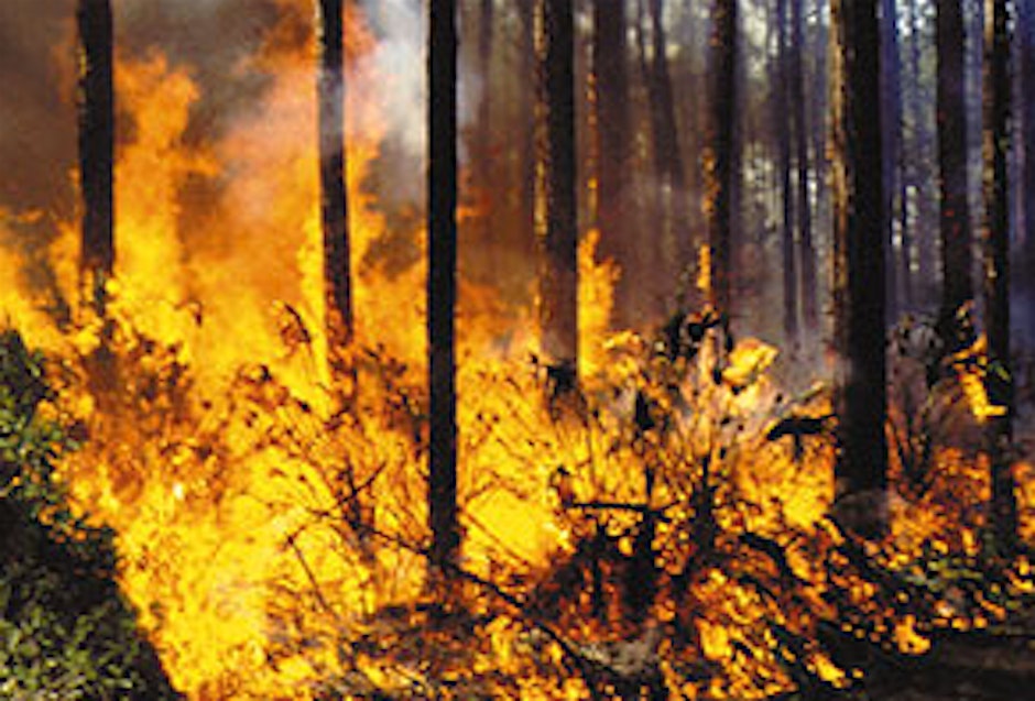 Fire wise landscaping