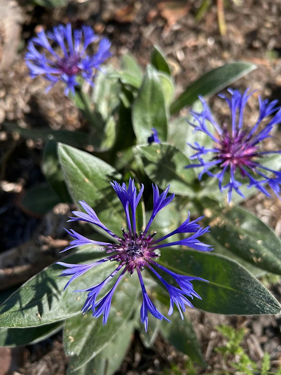 Wildlife Community Gardening - Market Road Gardens, N7, Wednesdays