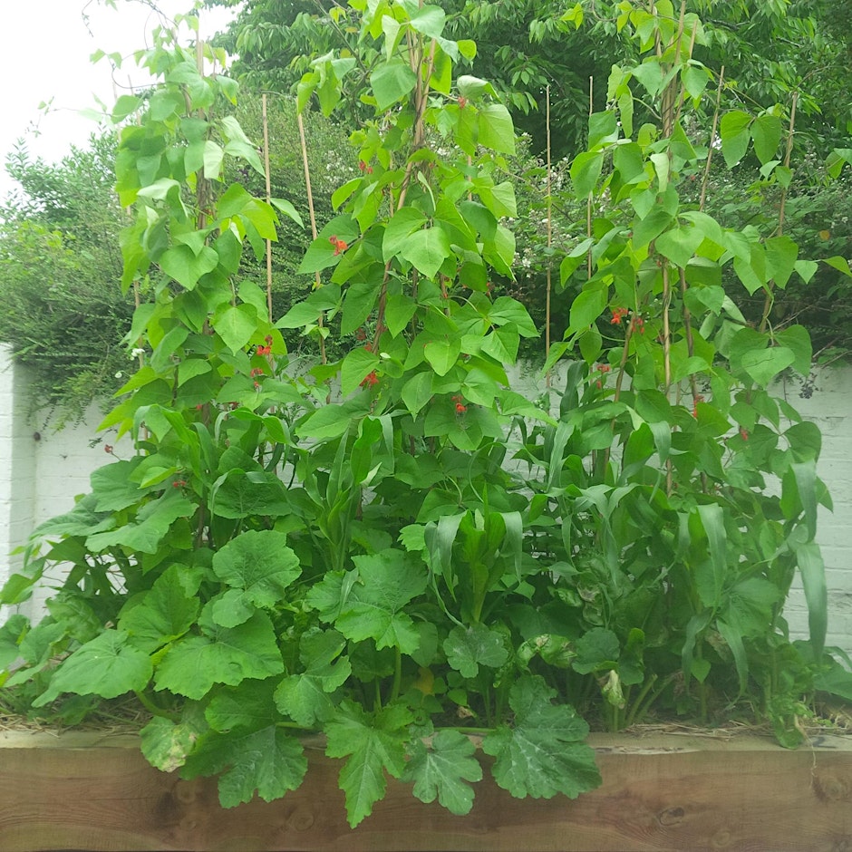 Self-Sufficiency gardening (UK)