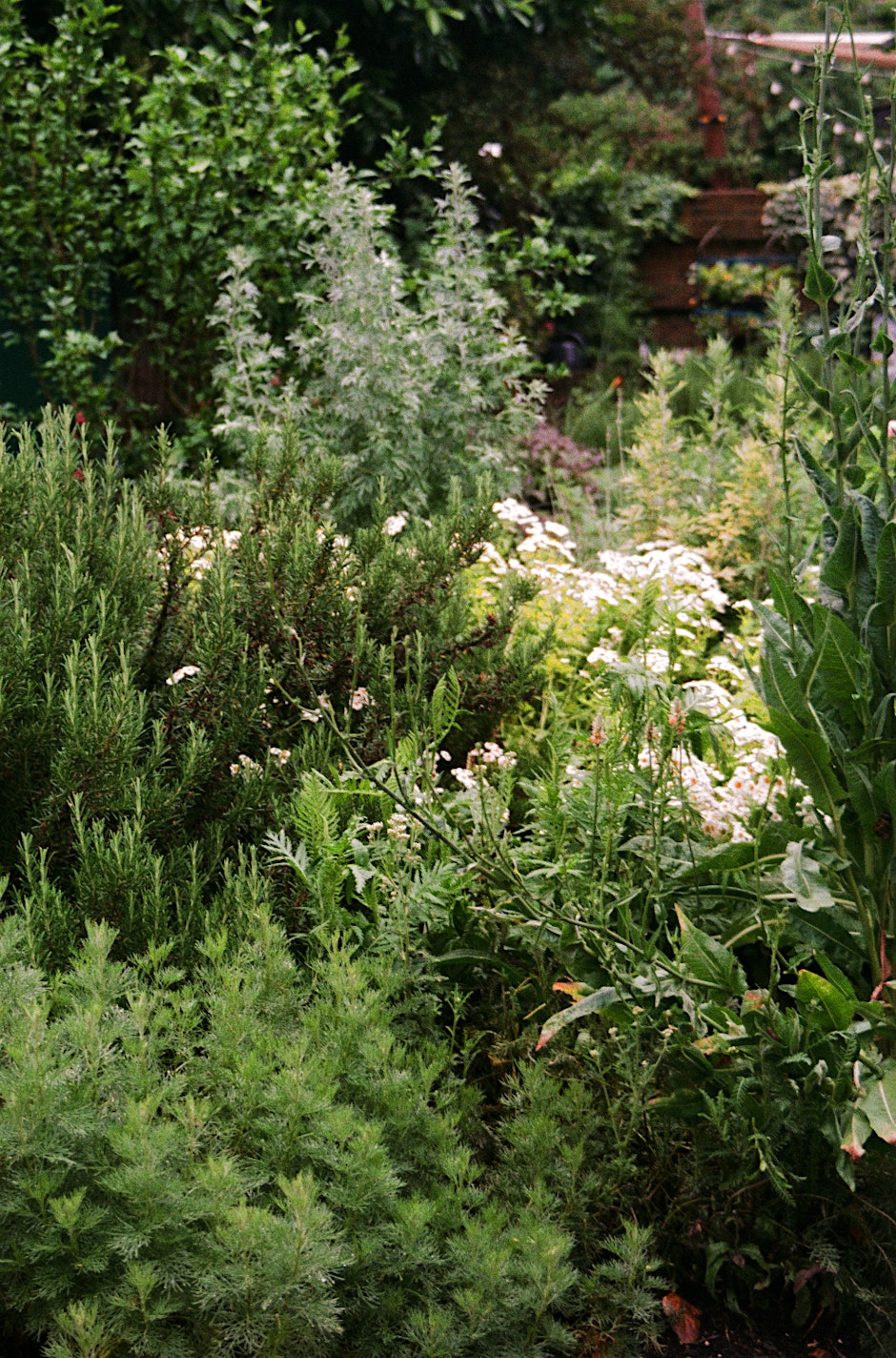 The Gardening Drawing Club - Delightful Herbs Workshop