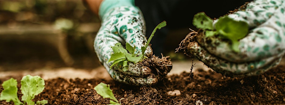 2026 Fall Gardening