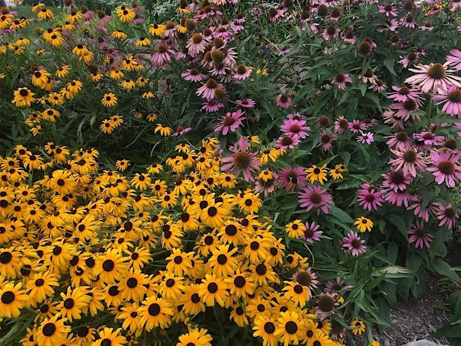 Florida Native Plant Gardening