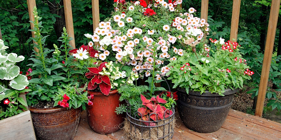 Container Gardening Workshop: Growing Hope in Every Pot