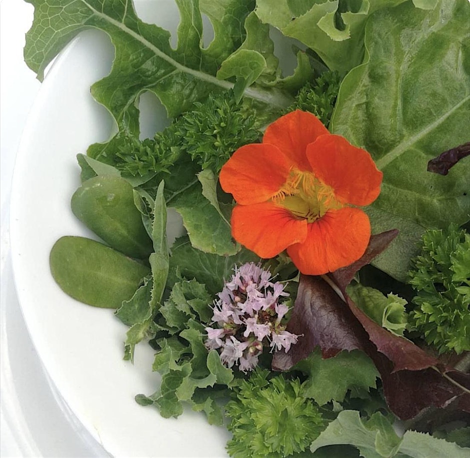 Salad Growing Workshop