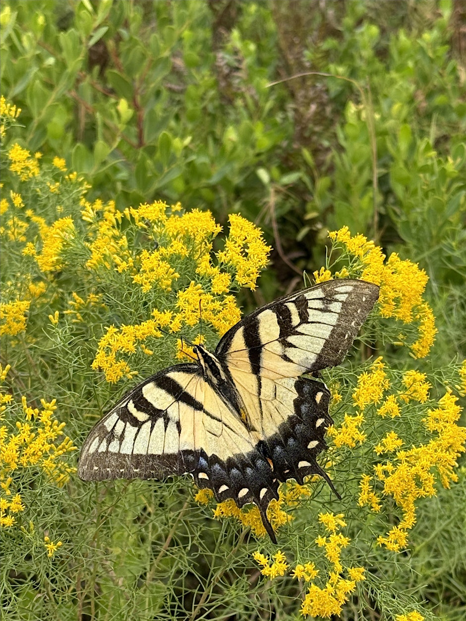 Gardening for Pollinators